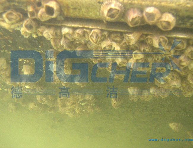 水下附著的海生物